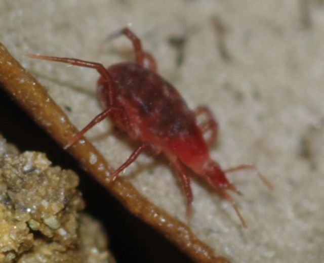Bdellidae